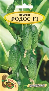 Семена. Огурец "Родос F1", 1 грамм. Гибрид, среднеранний, пчелоопыляемый, корнишон - фото 5312