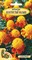 Семена. Бархатцы карликовые отклонённые "Золотистый малыш" 0,2 грамма - фото 5146
