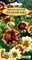 Семена. Цинния гаагская "Персидский ковёр" 0,3 грамма - фото 5211